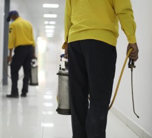 insect disinfection insect disinfection
